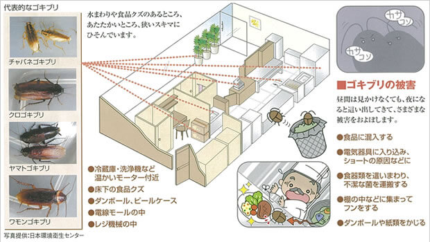 ゴキブリ居場所・特徴