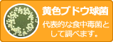 黄色ブドウ球菌　代表的な食中毒菌として調べます。